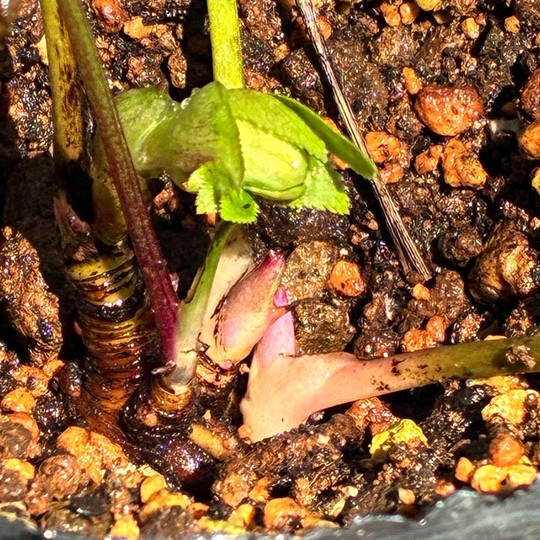 も*子様 ☘️限定1株☘️直筆タグ付☘️蕾付☘️大株☘️3388⭐️WM原生地採