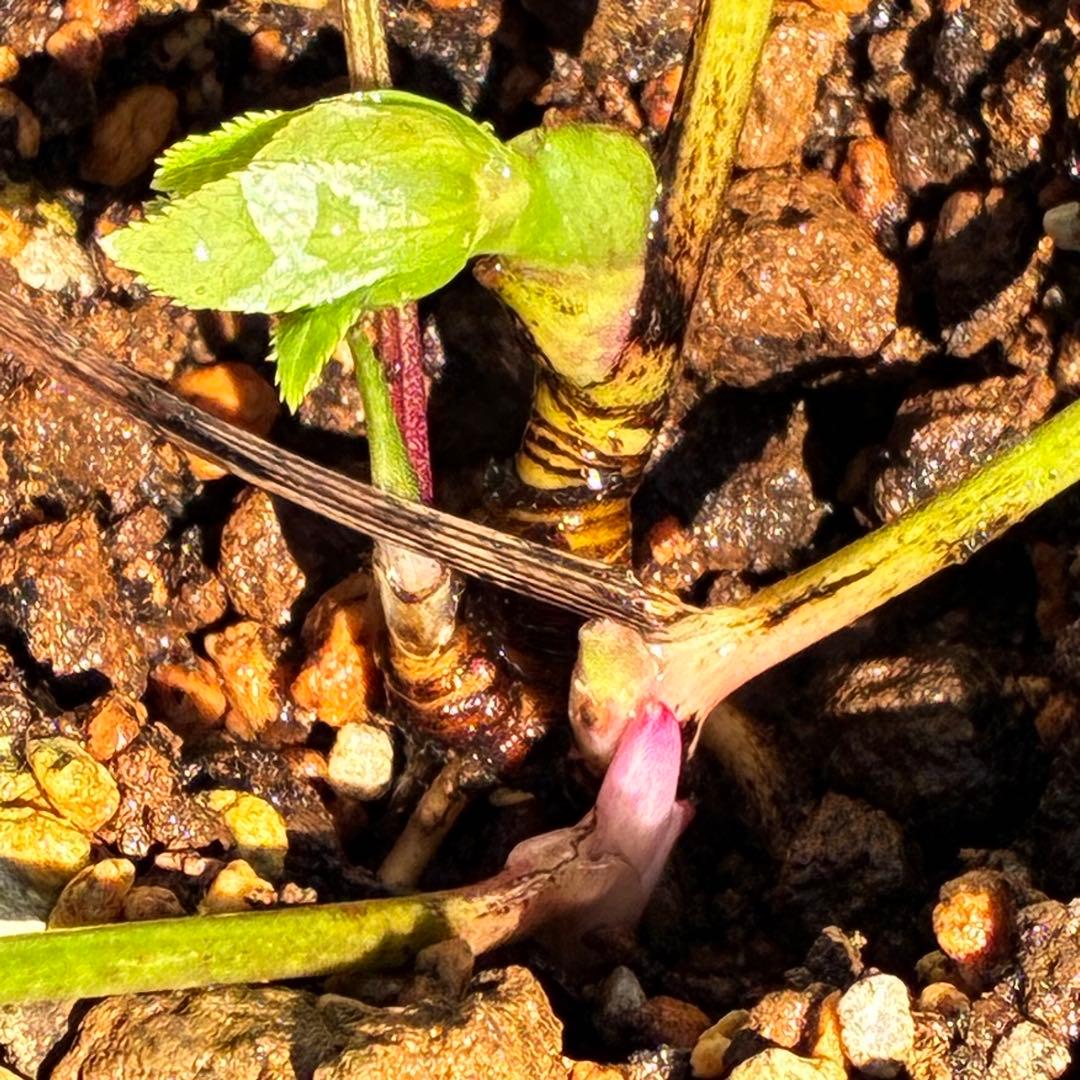 も*子様 ☘️限定1株☘️直筆タグ付☘️蕾付☘️大株☘️3388⭐️WM原生地採