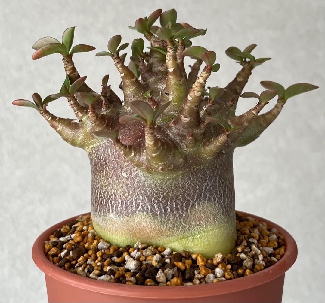 【ブラックスキン/ドワーフ 】アデニウム アラビカム ワンガンルアンダム鉢植え