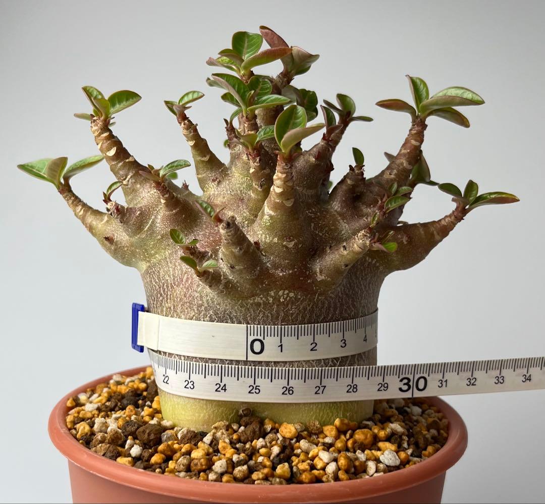 【ブラックスキン/ドワーフ 】アデニウム アラビカム ワンガンルアンダム鉢植え