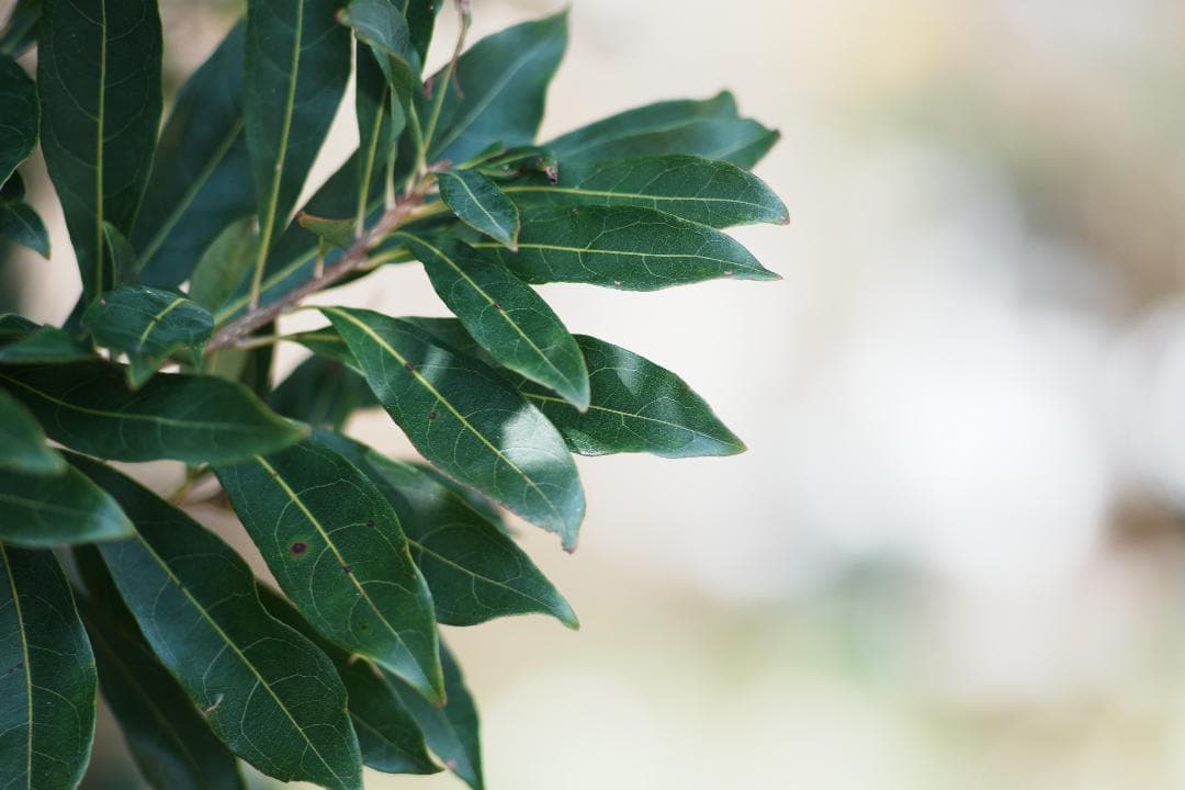 【整備＆テスト済】Canon New FD 135mm f2.8 898