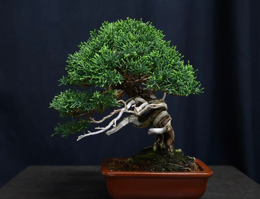 糸魚川真柏　逸品　捻転　シャリ芸　真柏　盆栽　貴風