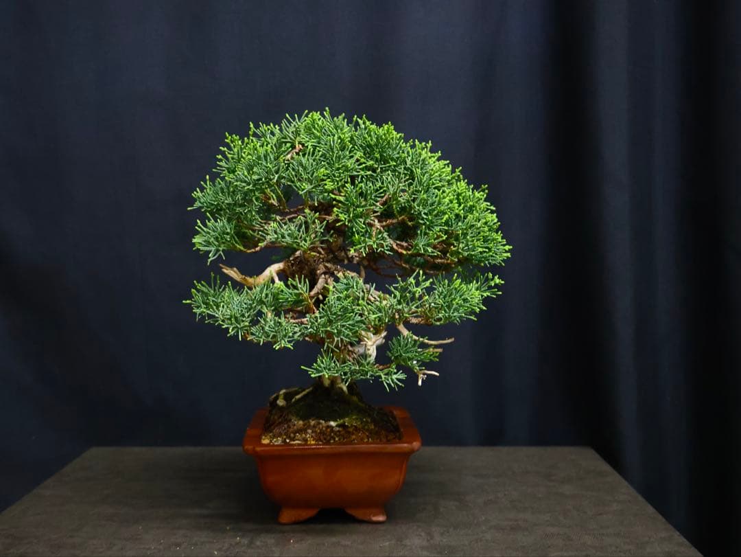 糸魚川真柏　逸品　捻転　シャリ芸　真柏　盆栽　貴風