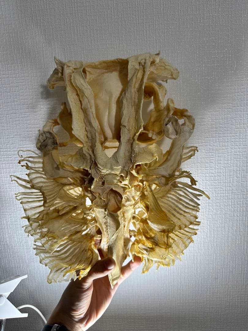 特大 ホシエイ 頭骨標本