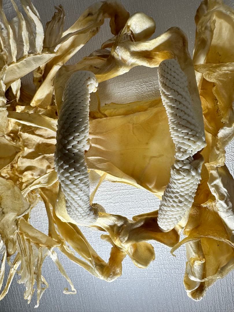 特大 ホシエイ 頭骨標本