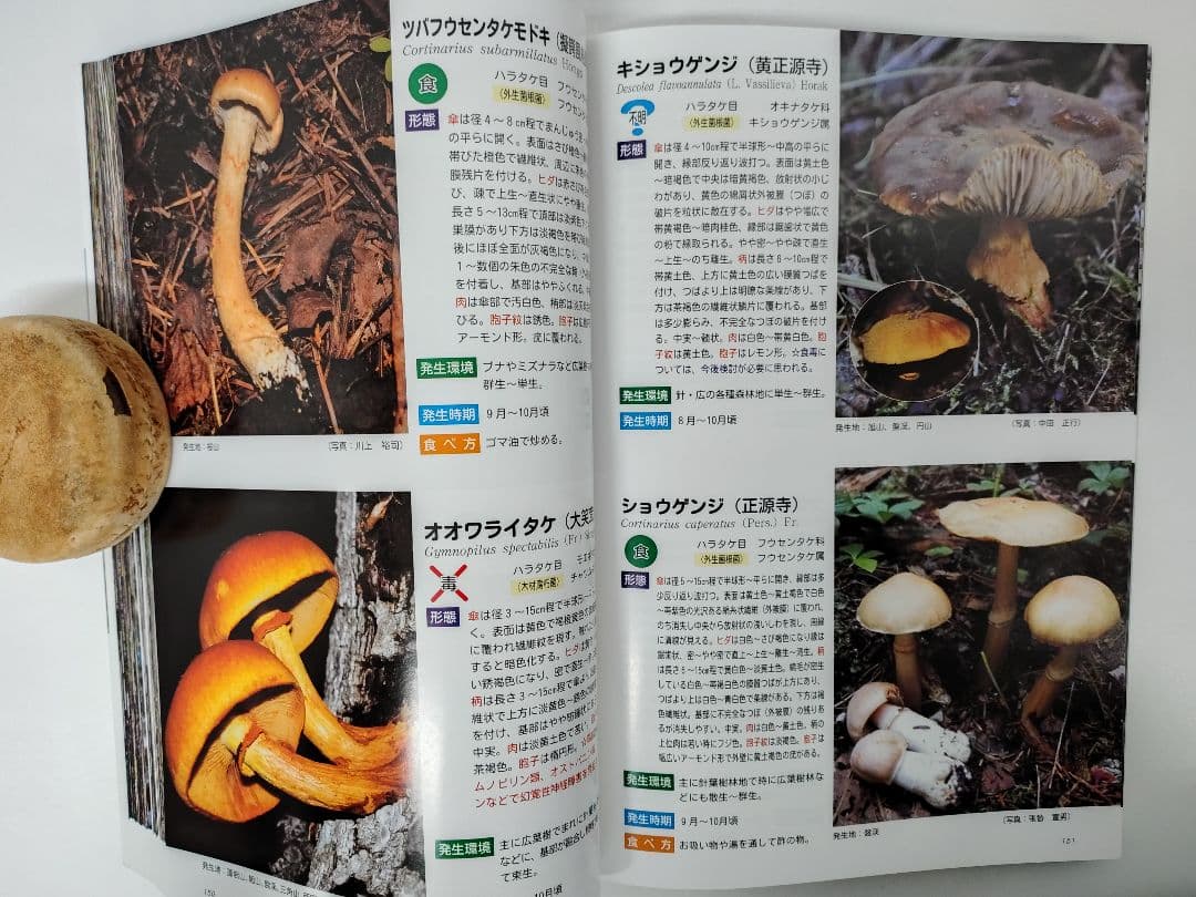 『藻岩山の森林と関わるきのこたち＆札幌近郊林のきのこ』大型本 完売本 稀覯本