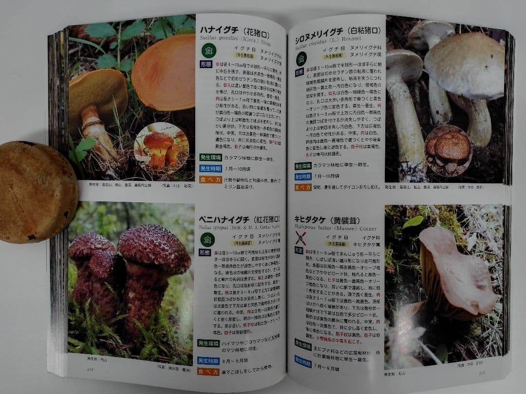 『藻岩山の森林と関わるきのこたち＆札幌近郊林のきのこ』大型本 完売本 稀覯本