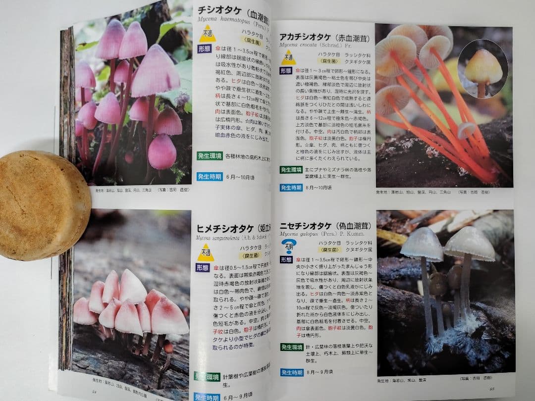 『藻岩山の森林と関わるきのこたち＆札幌近郊林のきのこ』大型本 完売本 稀覯本