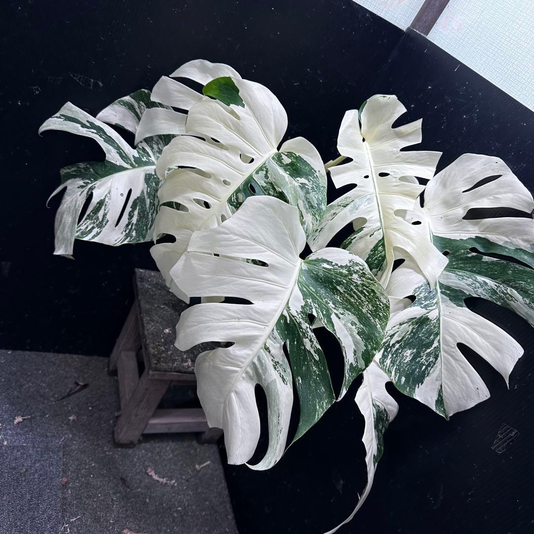 n*゜様 斑入りモンステラ ホワイトタイガー極美大株63cm白斑多