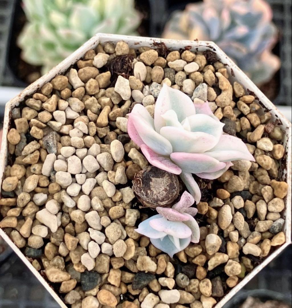 多肉植物　摘芯株　リラシナ錦&リヤド錦&ブルーメタル錦&フラメンコ錦他