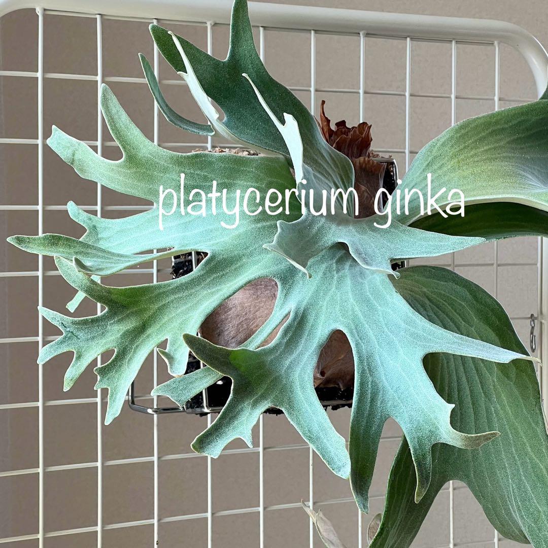 OC子株 platycerium ginka 銀華 pup ギンカ62ビカクシダ