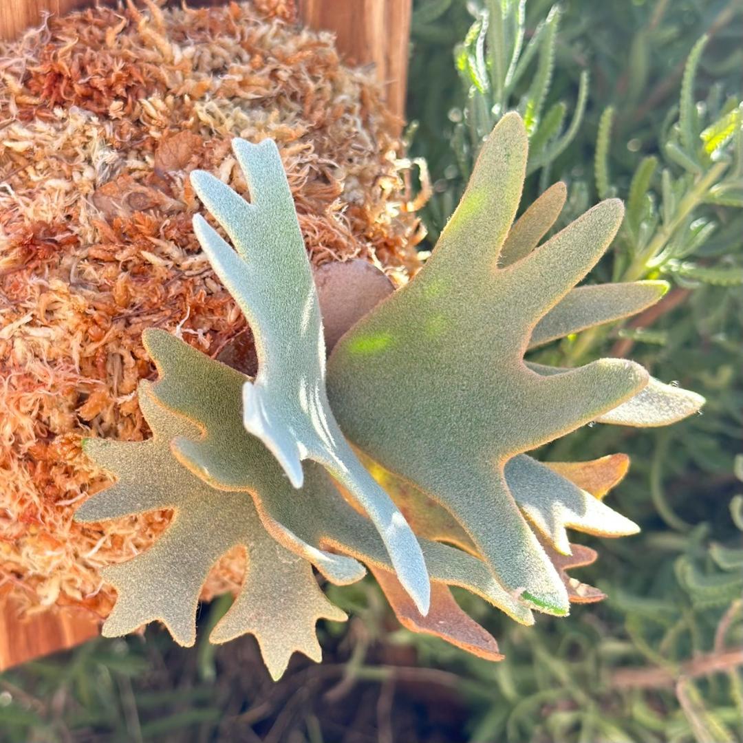 P.willinckii ’Nano’ spore 002