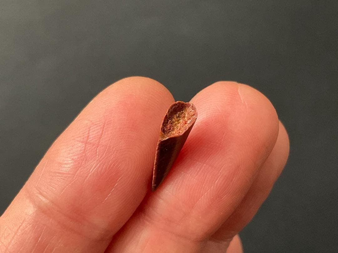 恐竜の歯 化石 [DS359] アベリサウルス 恐竜の化石