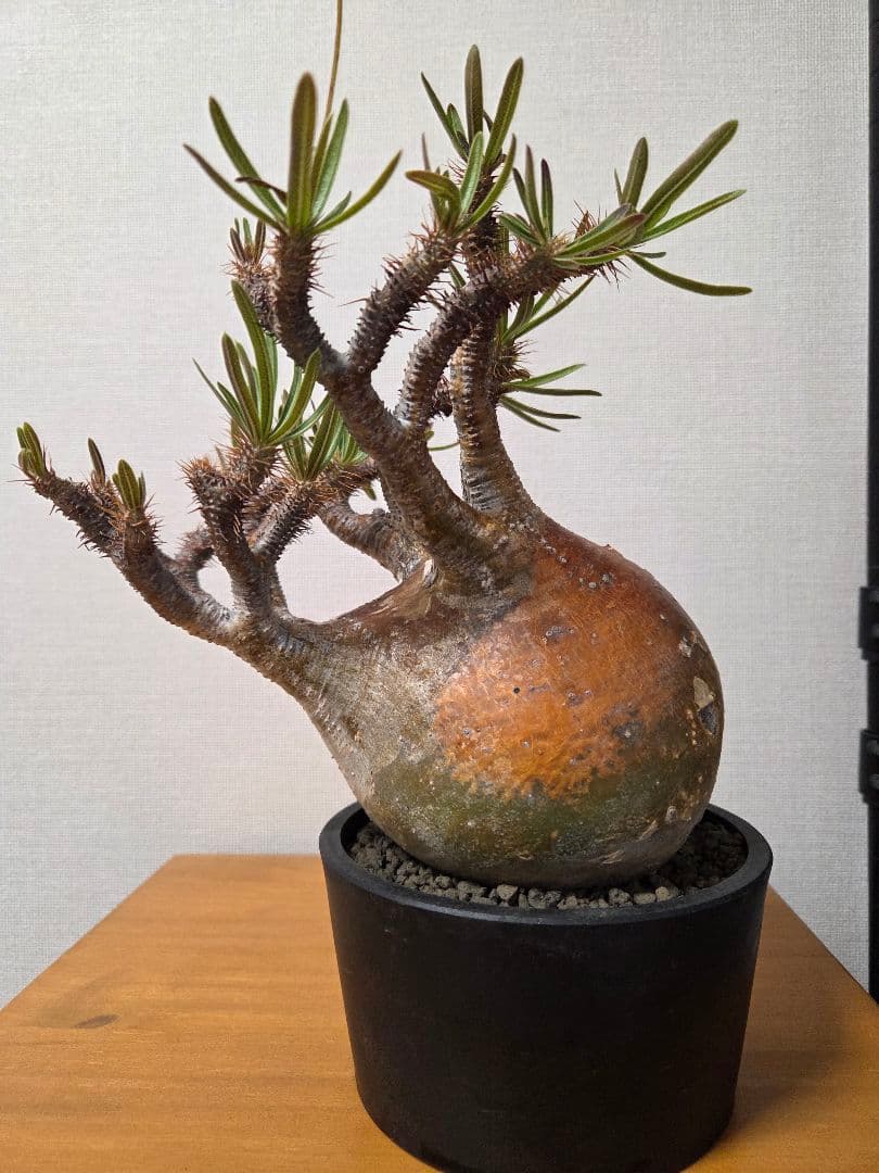 グラキリス　現地球　コレクション株　発根済み ボール状　高さ約20cm