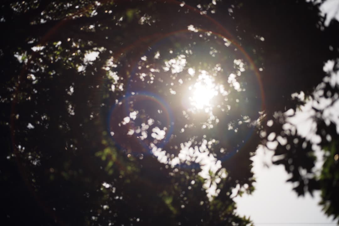 【極美品】ニコン Ai-s Micro-Nikkor 55mm F2.8 523