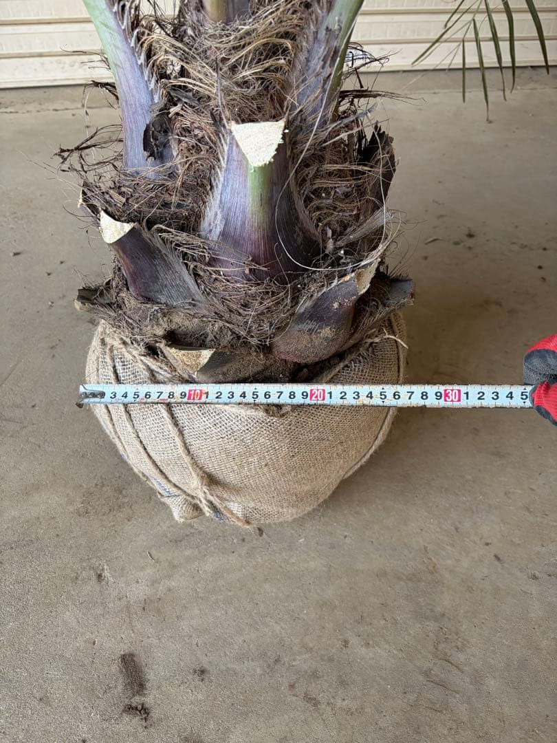 ココスヤシ　特大 幅200cm 高さ130cm