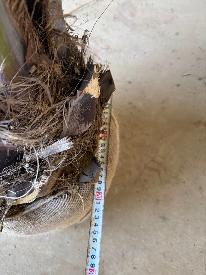 ココスヤシ　特大 幅200cm 高さ130cm