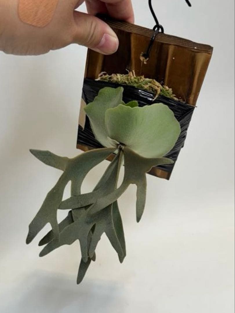 M*c様 ◆ P.Willinckii ‘OMG’ spore（O-025）