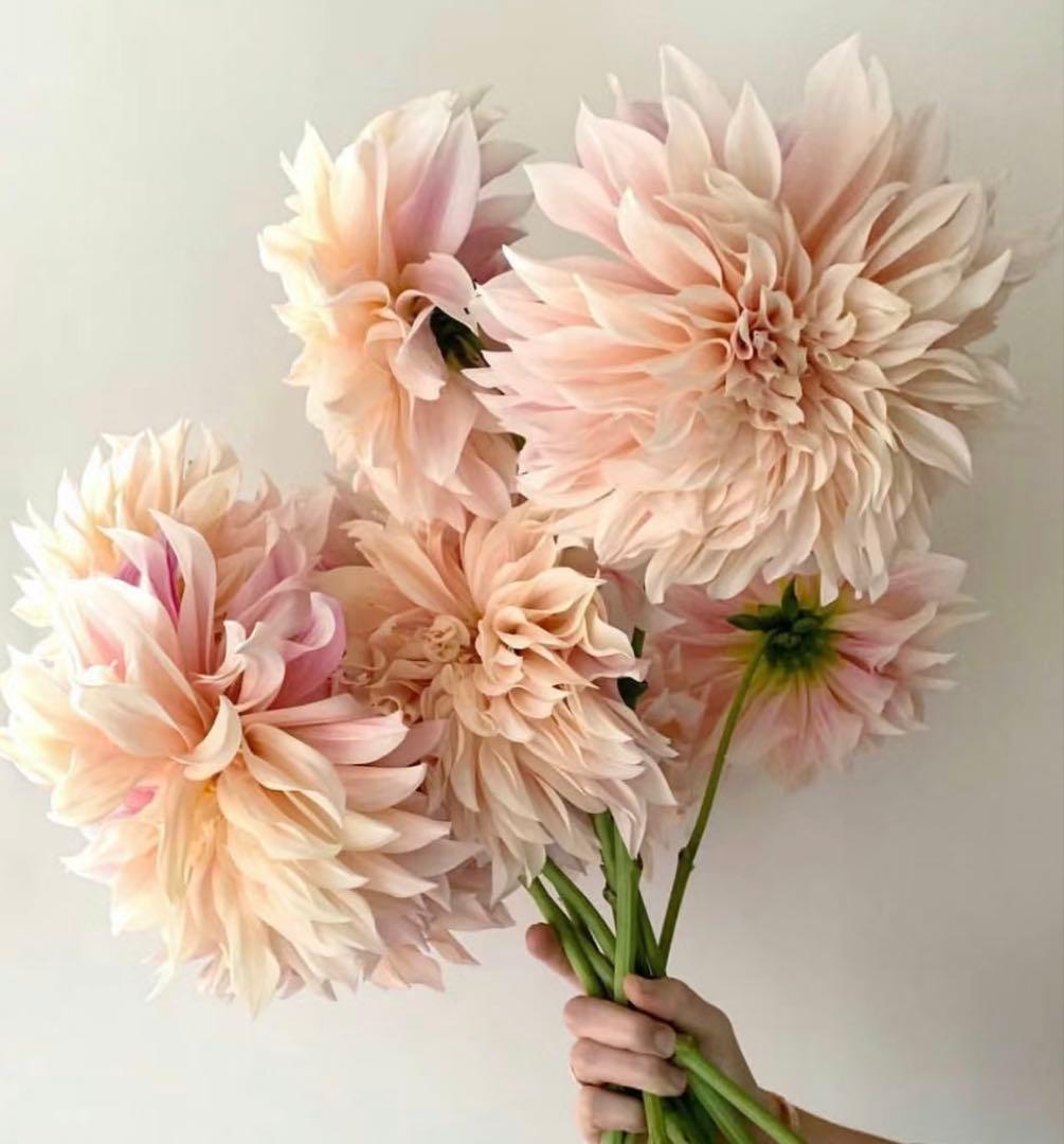 ダリア　球根(3)超レア　カフェ・○・レ