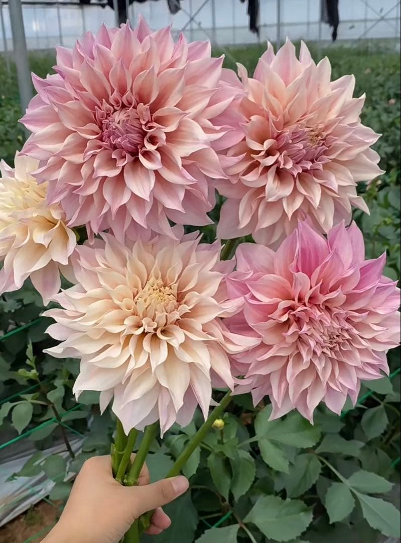 ダリア　球根(3)超レア　カフェ・○・レ