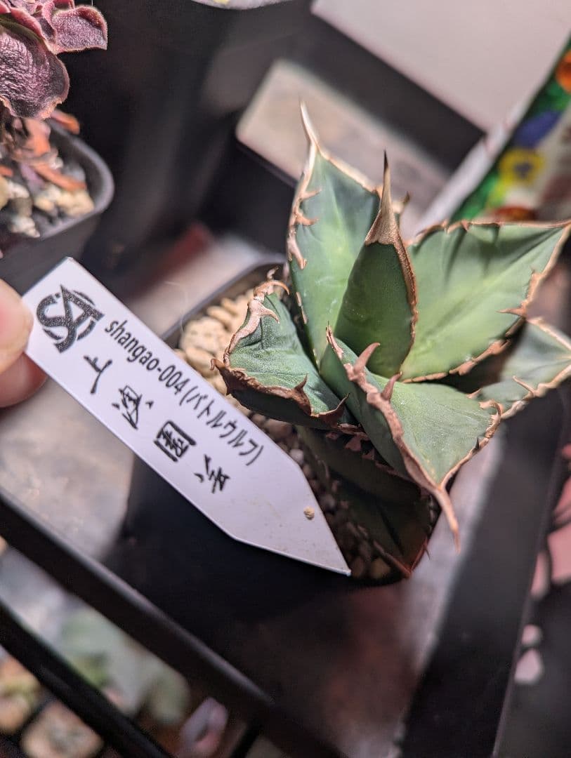 もふもふえんさん用