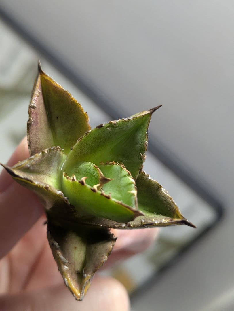 もふもふえんさん用