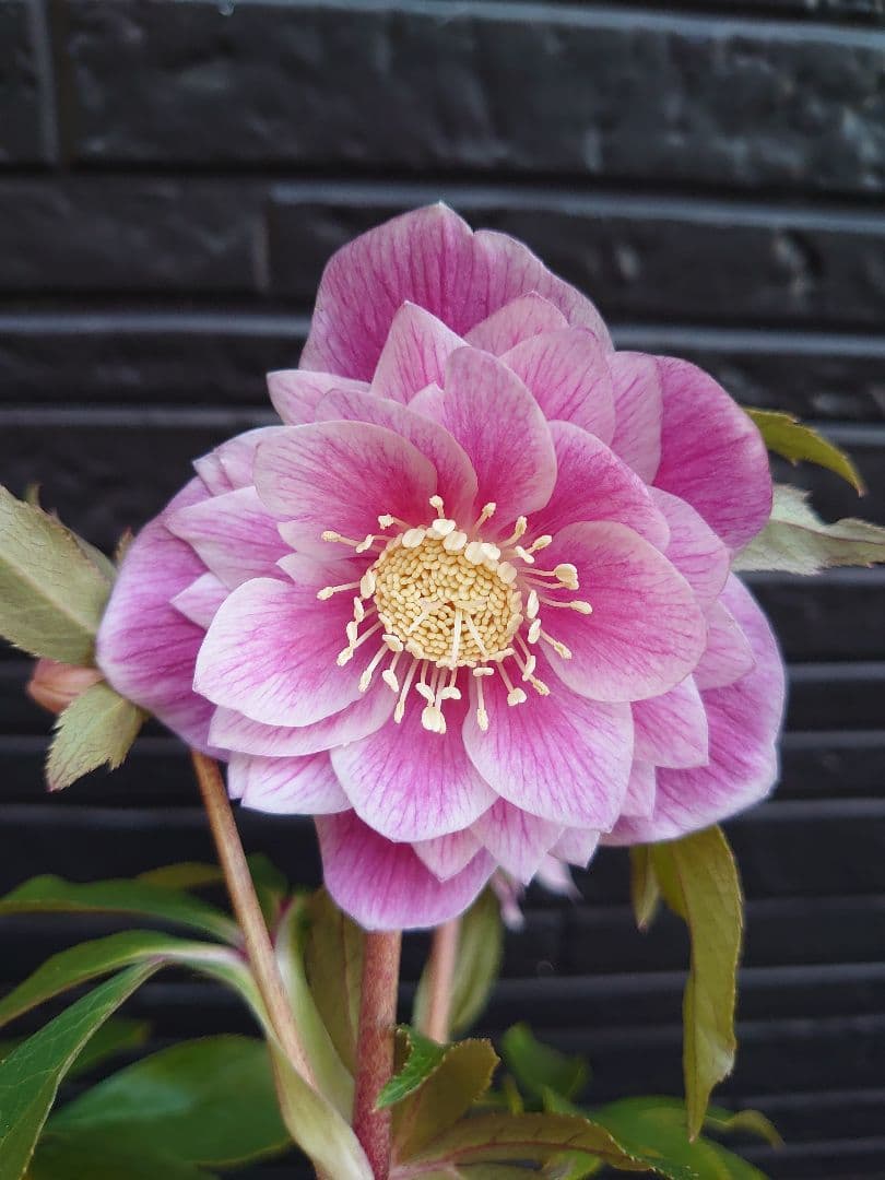 広瀬園芸　クリスマスローズ　Ａ