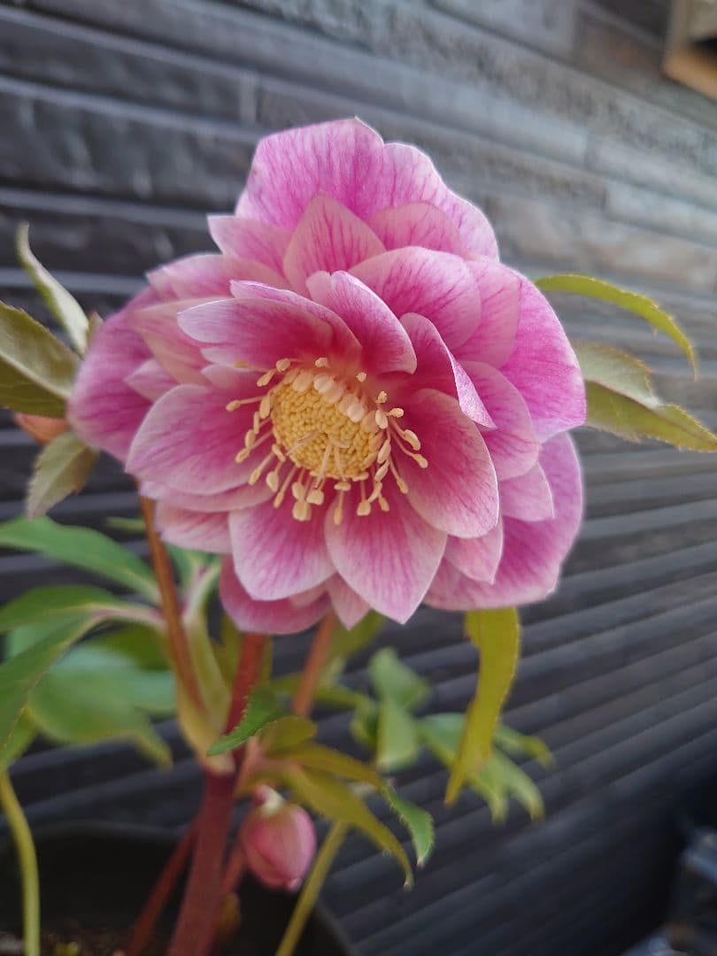 広瀬園芸　クリスマスローズ　Ａ