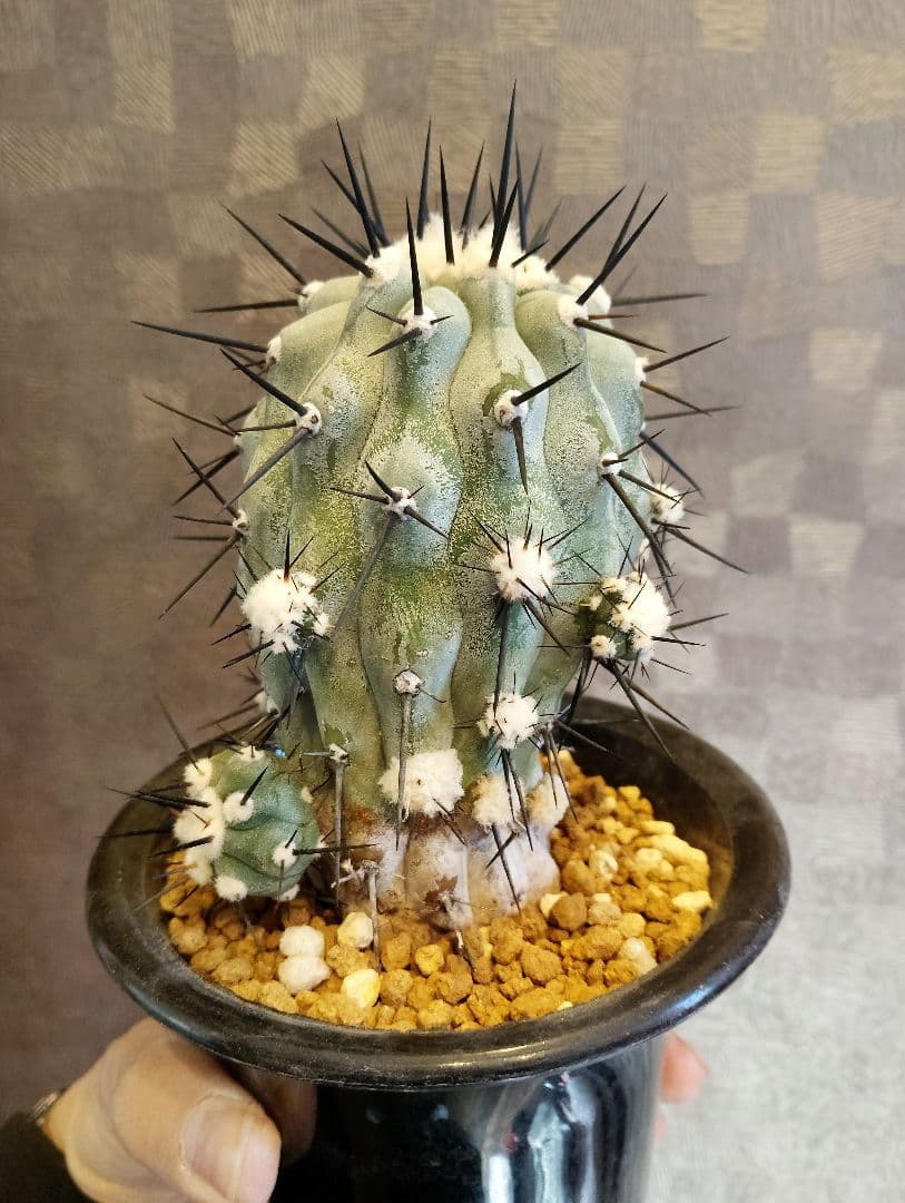 \"現地株 特選\" コピアポア 黒王丸 カキコ