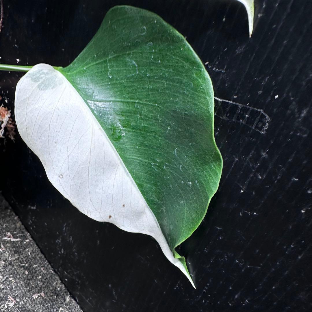 f*k様 モンステラ斑入りハーフムーンホワイトタイガー極美斑入り　　 51cm