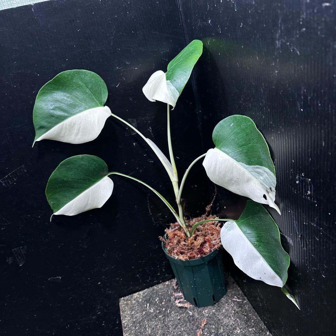 f*k様 モンステラ斑入りハーフムーンホワイトタイガー極美斑入り　　 51cm