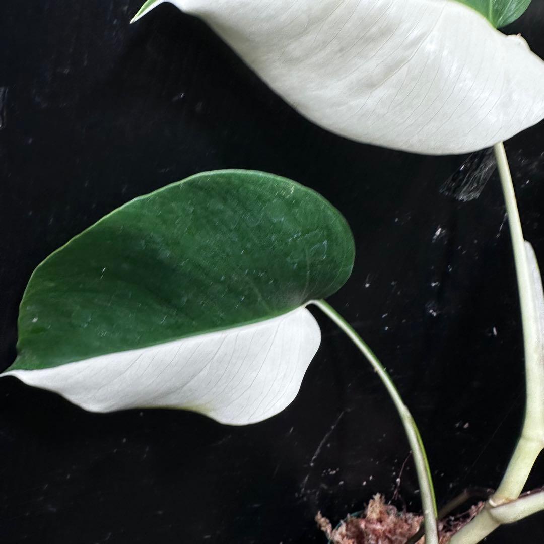 f*k様 モンステラ斑入りハーフムーンホワイトタイガー極美斑入り　　 51cm