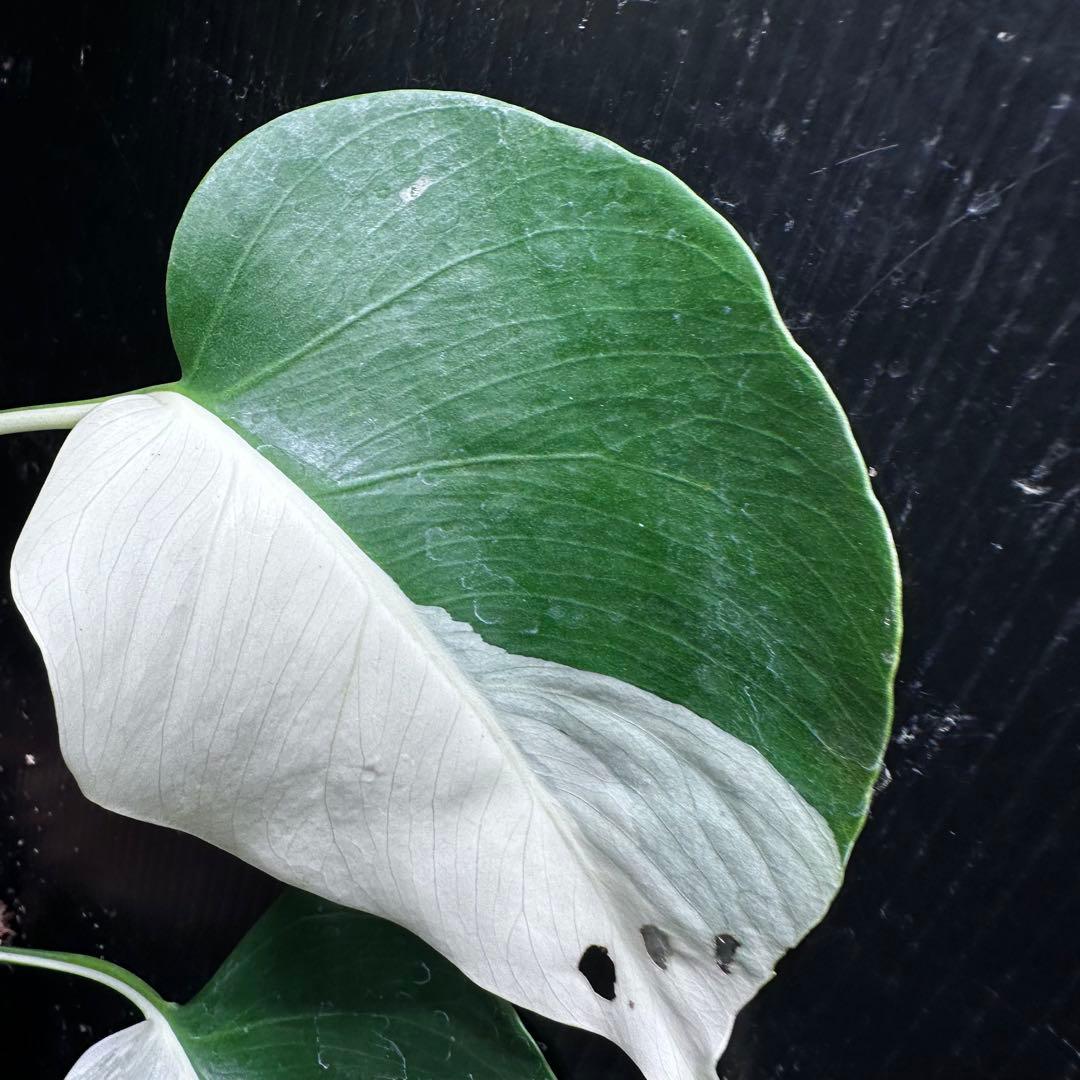 f*k様 モンステラ斑入りハーフムーンホワイトタイガー極美斑入り　　 51cm