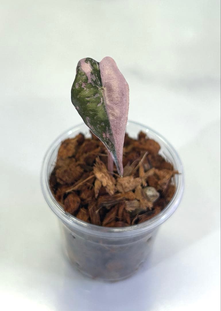 専用【美斑】 アロカシア　ノビリス　斑入り　ピンク