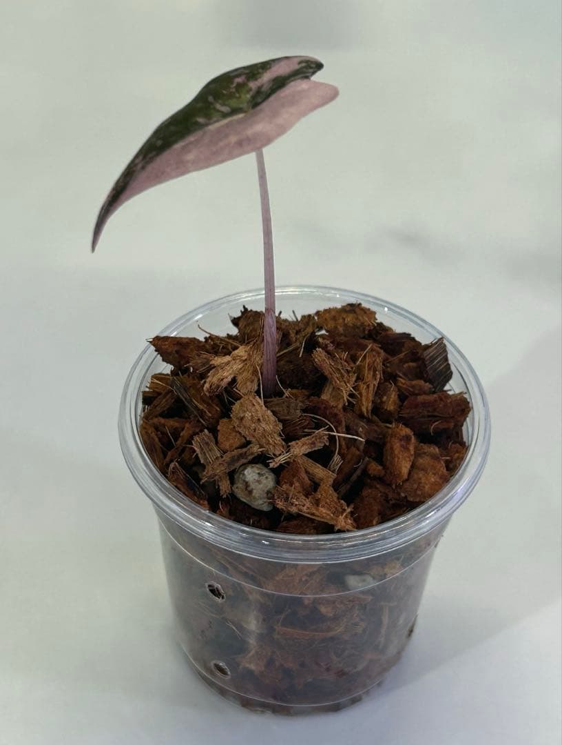 専用【美斑】 アロカシア　ノビリス　斑入り　ピンク