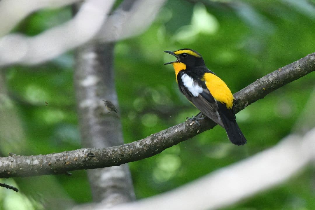 レンズ(ズーム) Tamron SP 150-600mm F5-6.3 Di VC Nikon