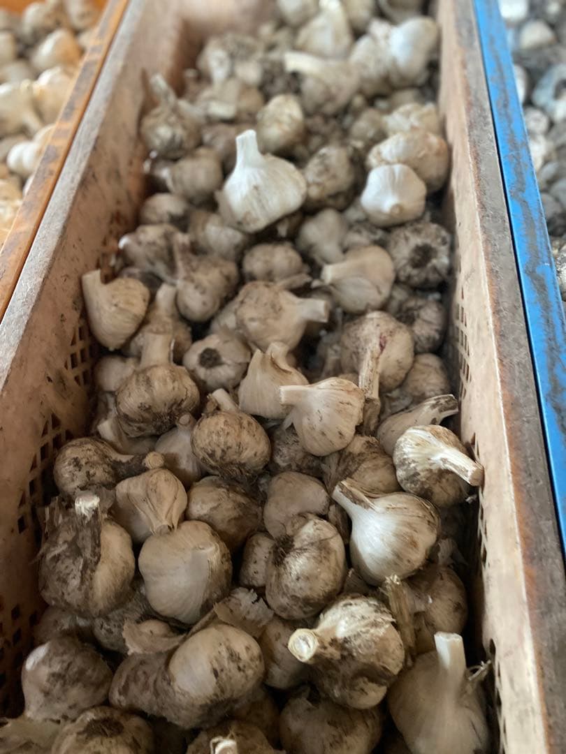 青森にんにく　Lサイズ　10キロ