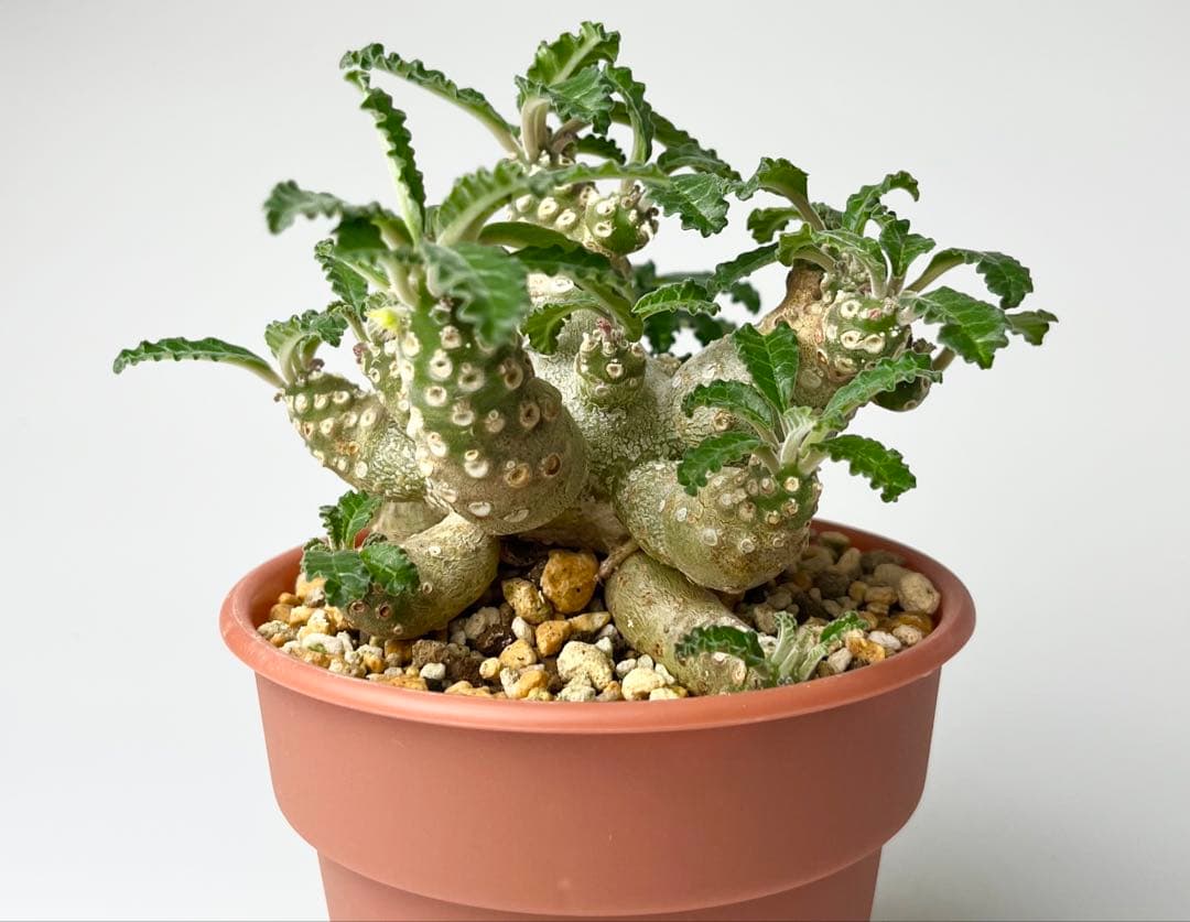 【レア/塊根植物】ドルステニア ラブラニー メス株（大株）鉢植え ②