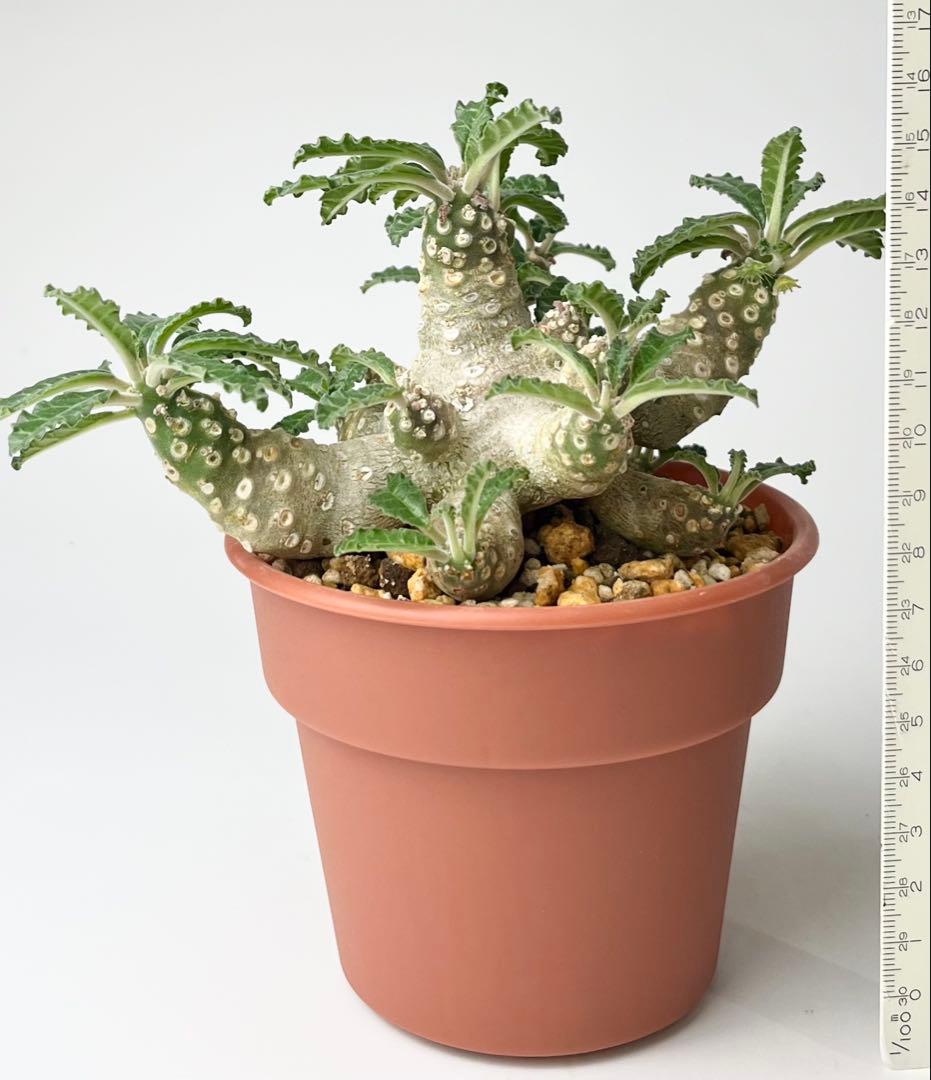 【レア/塊根植物】ドルステニア ラブラニー メス株（大株）鉢植え ②