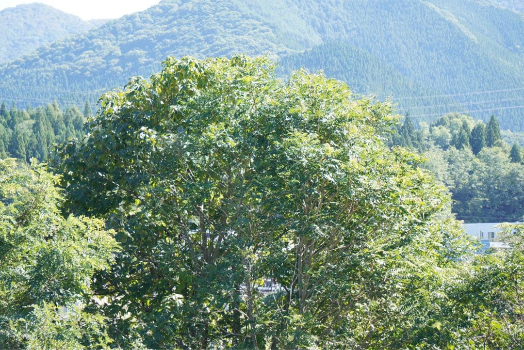 【美品】すぐ使える安心フルセット！ZV-E10 ダブルズーム＋純正グリップ⭐︎