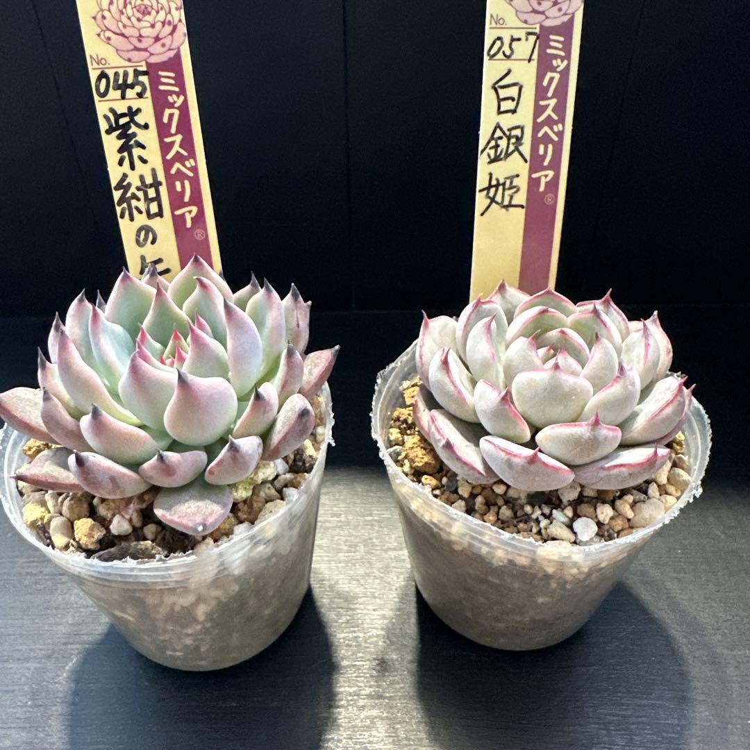 ア*サ様 おらいさん苗10点セット　まだまだ可愛いくなりますのでお楽しみに♡ 札