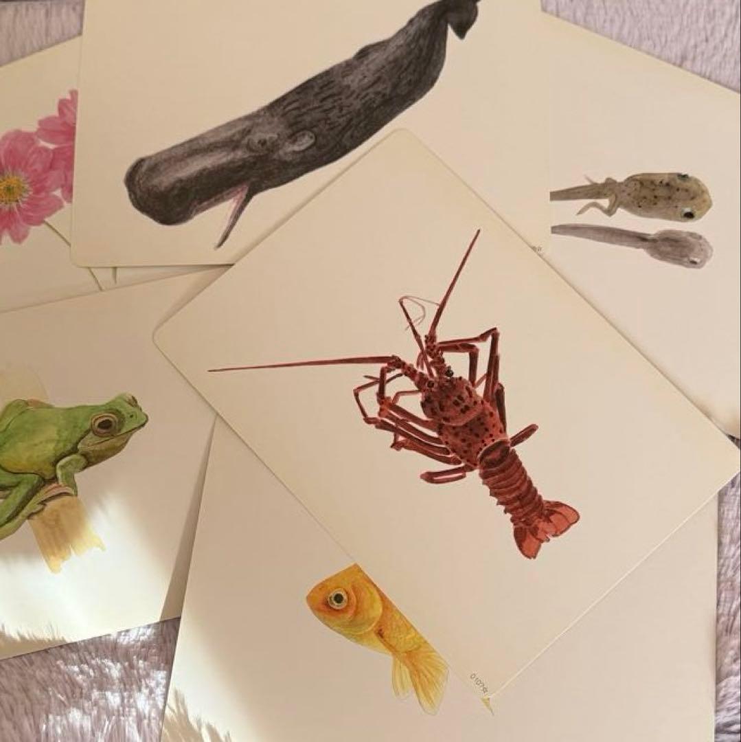 七田式 フラッシュカードライブラリー かな絵ちゃん 絵カード ABCセット