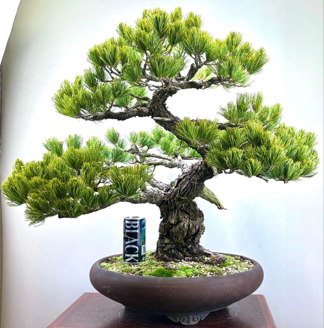 [大阪] 五葉松 盆栽❣️❣️❣️