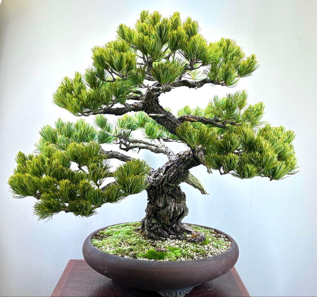 [大阪] 五葉松 盆栽❣️❣️❣️