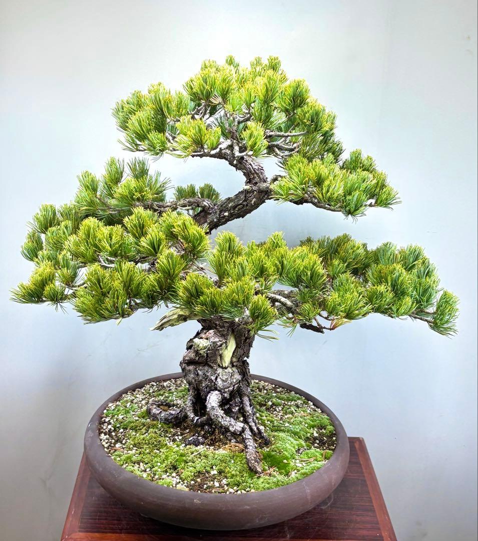 [大阪] 五葉松 盆栽❣️❣️❣️