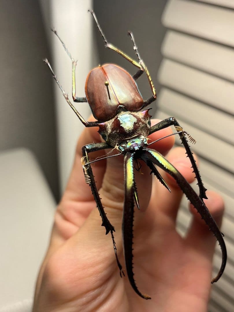 【75mm】チリクワガタ メタリフェルホソアカクワガタ Wild 昆虫標本