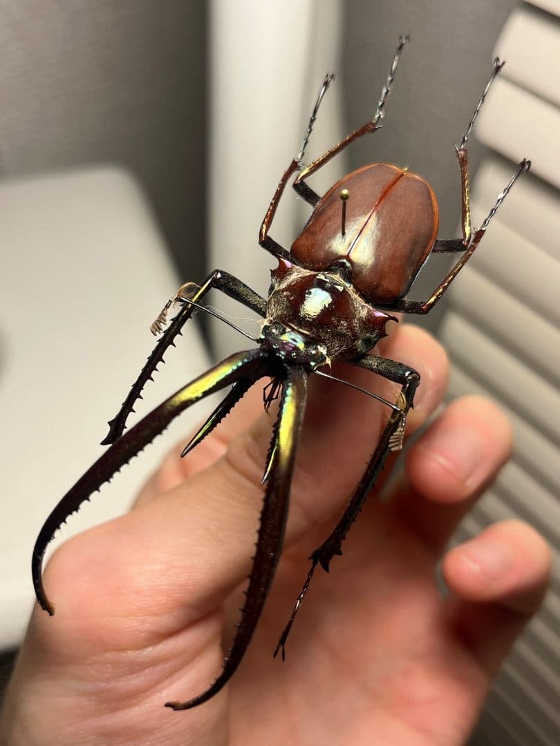 【75mm】チリクワガタ メタリフェルホソアカクワガタ Wild 昆虫標本