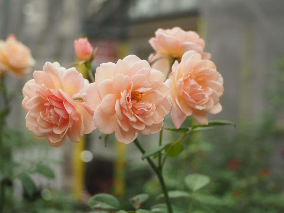 【オールドレンズ】NIKKOR 28mm f/2.8 単焦点