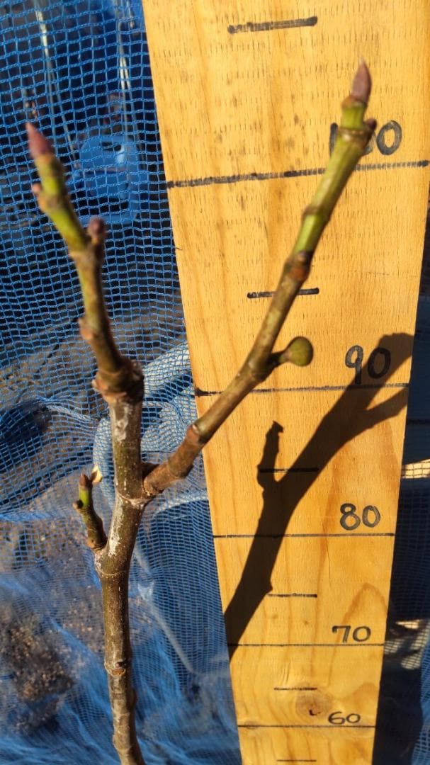 イチジク ブラックマデイラ 2年生8号鉢植えと穂木4本　 №2