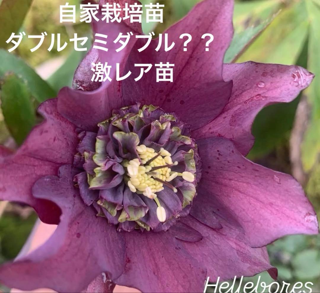 m*み様 クリスマスローズ　株分け苗　パピエ　ノワールドゥ　花郷園